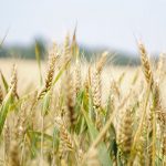 Selective Focus Photography of Wheat Field