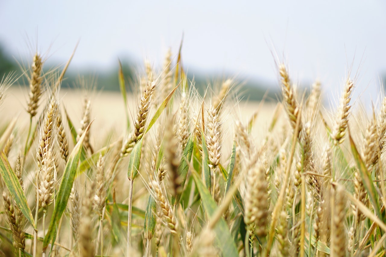 Selective Focus Photography of Wheat Field, representing Commodities for the CFTC and the CFTC Whistleblower Program