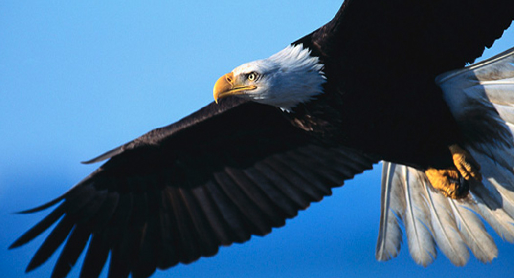 An Eagle with it's wings spread soaring through the blue sky, Representing a Whistleblower