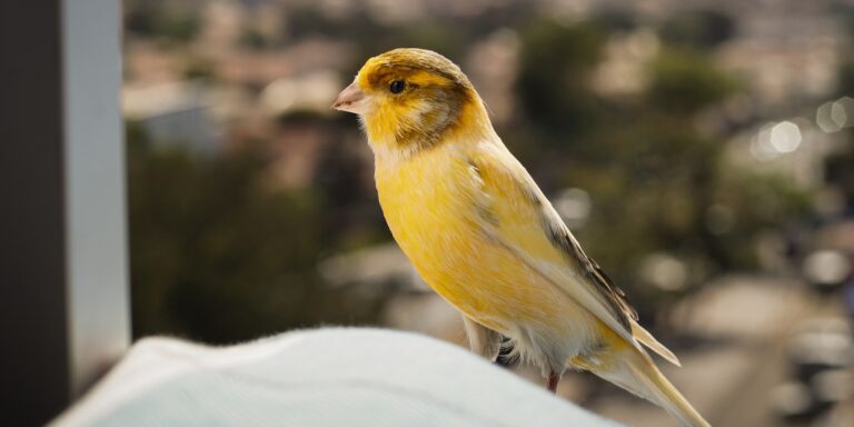 Single Yellow Canary