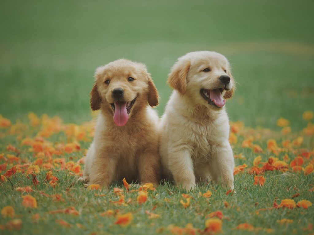 Cute Animals in the Grass