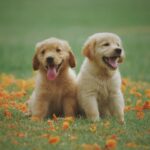 Cute Animals in the Grass