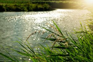 River and Reeds
