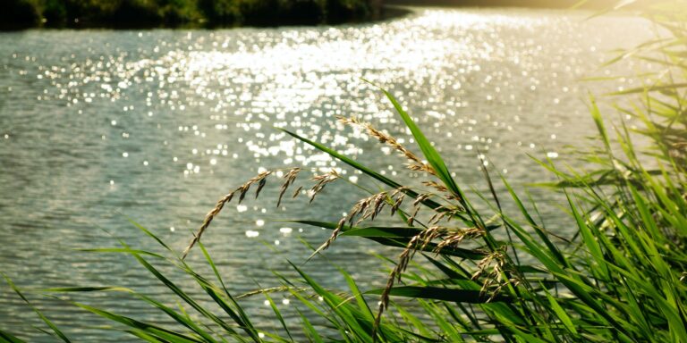 River and Reeds