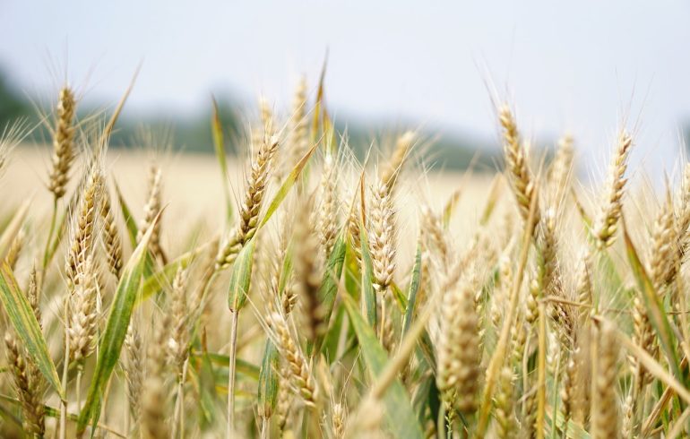 Selective Focus Photography of Wheat Field, representing Commodities for the CFTC and the CFTC Whistleblower Program